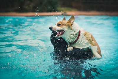 High angle view of dog in swimming pool