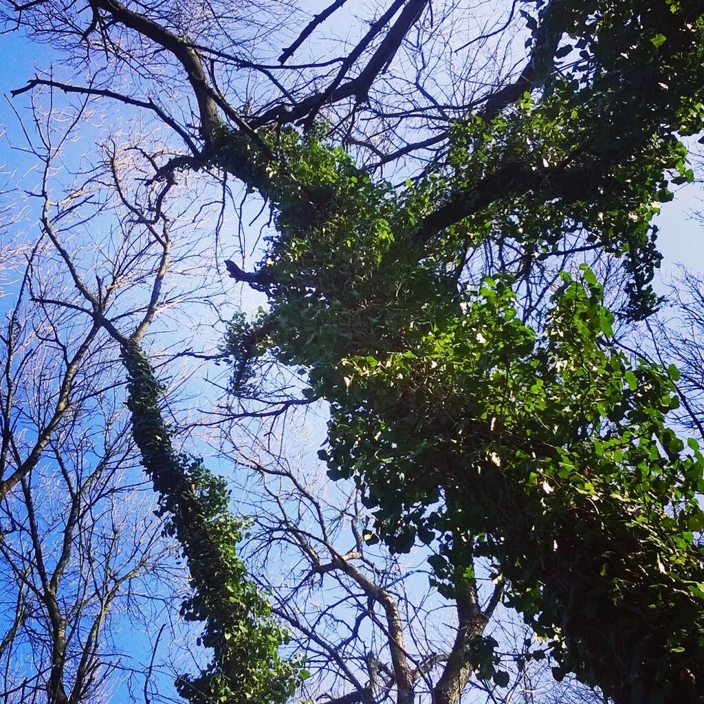 tree, low angle view, branch, growth, clear sky, tranquility, blue, nature, beauty in nature, sky, tree trunk, scenics, tranquil scene, day, outdoors, forest, no people, bare tree, sunlight, green color