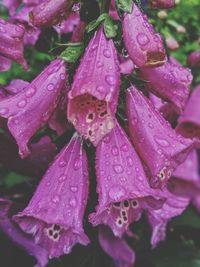 Close-up of water drops on pink rose flower