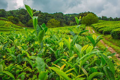 Scenic view of agricultural field against sky