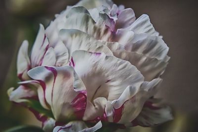 Close-up of pink rose