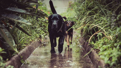 Dogs walking on wet walkway amidst plants