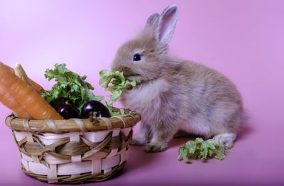 High angle view of baby in basket