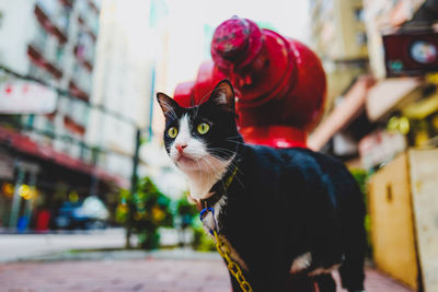 Portrait of cat looking at camera