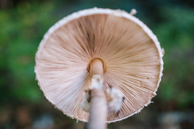 Close-up of mushroom growing outdoors