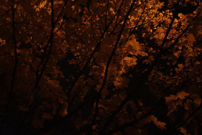 Full frame shot of trees at night