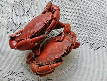 High angle view of crab on wood