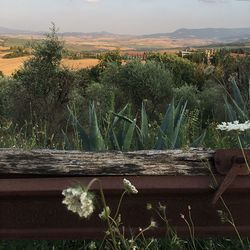 Plants growing on field against sky