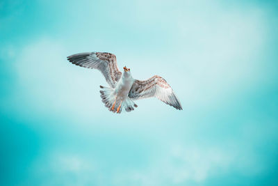 Low angle view of eagle flying