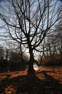 Bare trees in forest during autumn