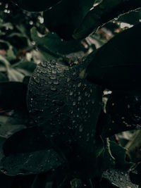 Close-up of wet plant on field