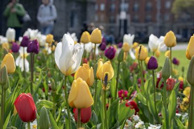 A garden of tulip