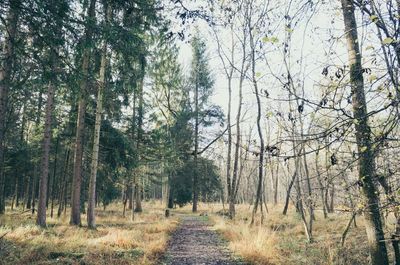 Footpath in forest