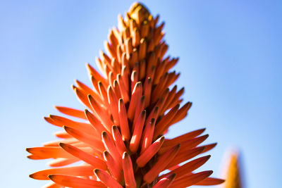 Close-up of orange flower against clear sky