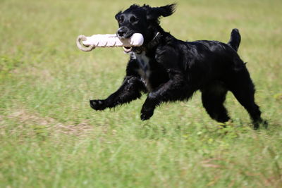 Cocker spaniel running on field