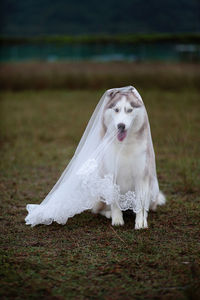 Close-up of dog covered in veil on grass