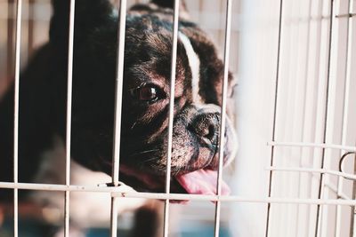 Close-up of dog sticking out tongue in cage