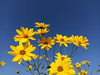 Low angle view of yellow flowering plants against blue sky