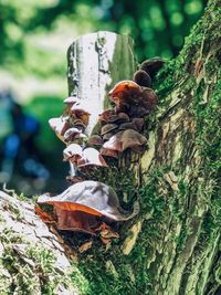 Close-up of mushroom growing on tree trunk