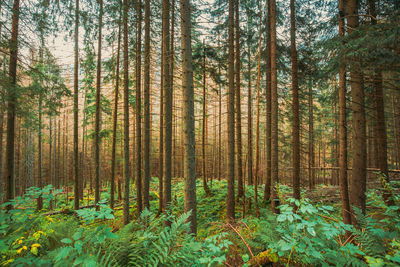 Trees in forest