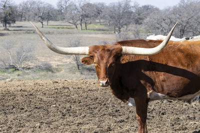 Cow standing in a field