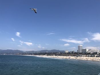 Bird flying over sea with cityscape in background