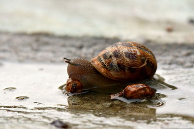 Close-up of snail on land