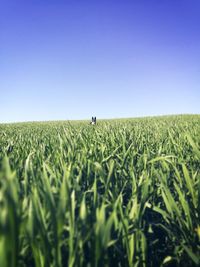 Scenic view of agricultural field against clear sky