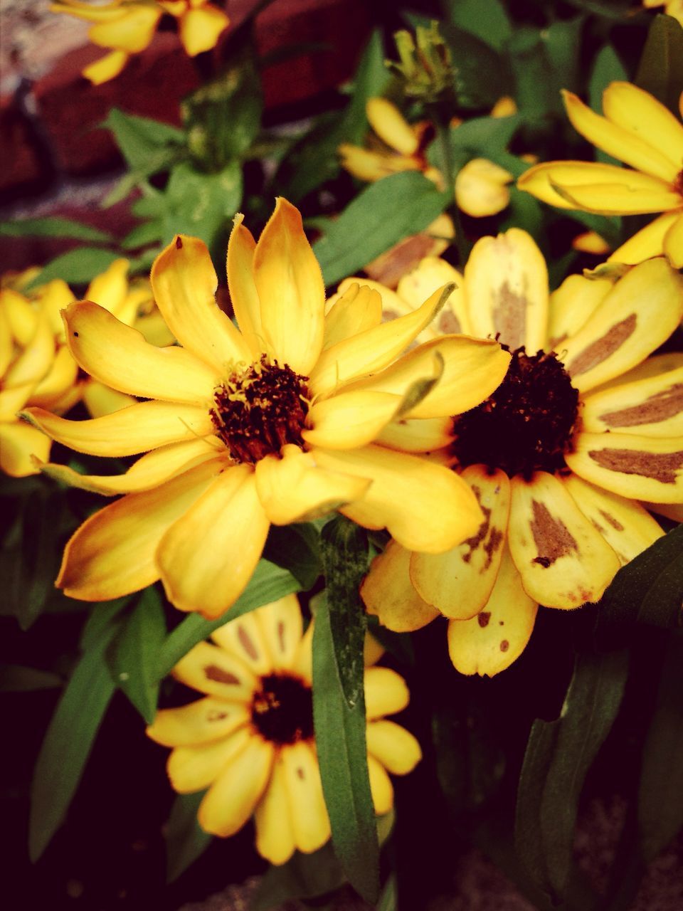 flower, freshness, petal, flower head, fragility, yellow, growth, beauty in nature, close-up, pollen, blooming, nature, plant, focus on foreground, high angle view, in bloom, blossom, no people, outdoors, day