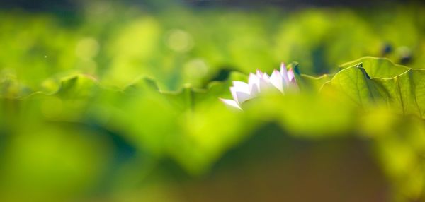 Close-up of flowering plant