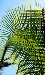 Low angle view of palm trees