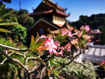 Close-up of pink flowering plant against building