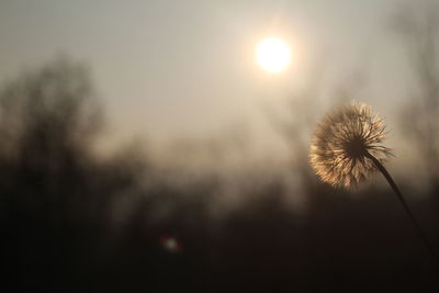 Close-up of dandelion against bright sun