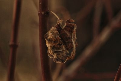 Close-up of dead plant