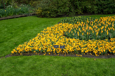 Yellow flowers growing in garden