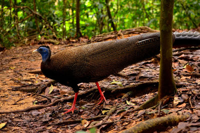 Side view of a bird on field