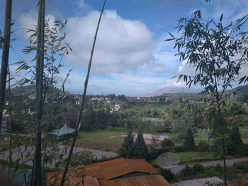 Scenic view of trees growing on field against sky