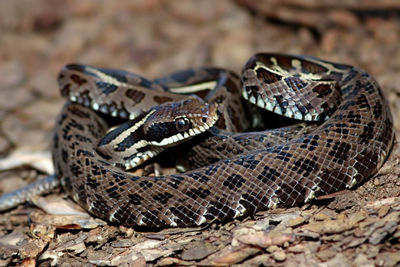 Close-up of snake