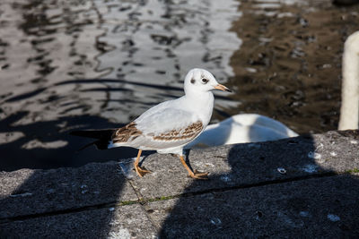 High angle view of seagull perching on a sea