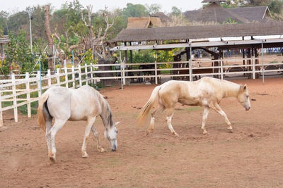 Horses in the field