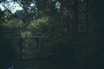 Trees in forest