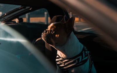 Close-up of a dog in car