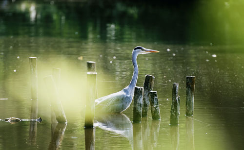 View of a bird in water