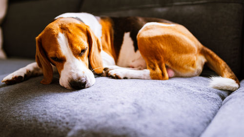 Close-up of a dog sleeping