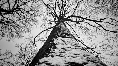 Low angle view of bare trees against sky