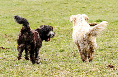 Two dogs on field