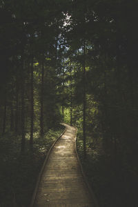 Footpath amidst trees in forest