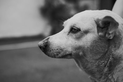 Close-up of dog looking away