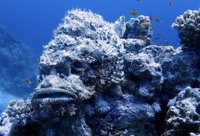 High angle view of coral in sea