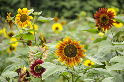 Various sunflowers in a garden